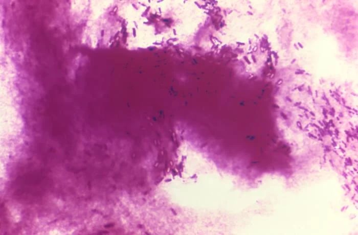 Batang Bacillus subtilis yang terwarnai ungu pada preparat Gram CDC; warna berasal dari pewarnaan, bukan warna alami sel.