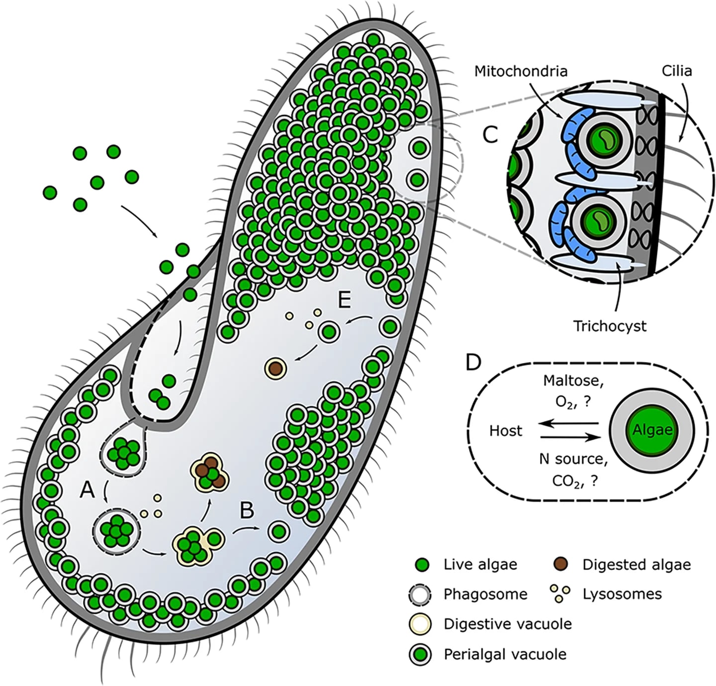 Skema endosimbiosis Paramecium bursaria–alga: pembentukan vakuola perialgal, penempatan di bawah membran inang, pertukaran metabolit, dan penguraian simbiosis.