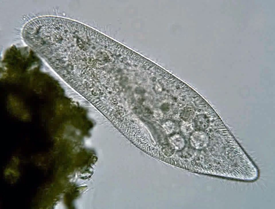 Sel Paramecium caudatum memanjang dengan cilia di tepinya, pada mikrograf cahaya oleh Deuterostome (2013).