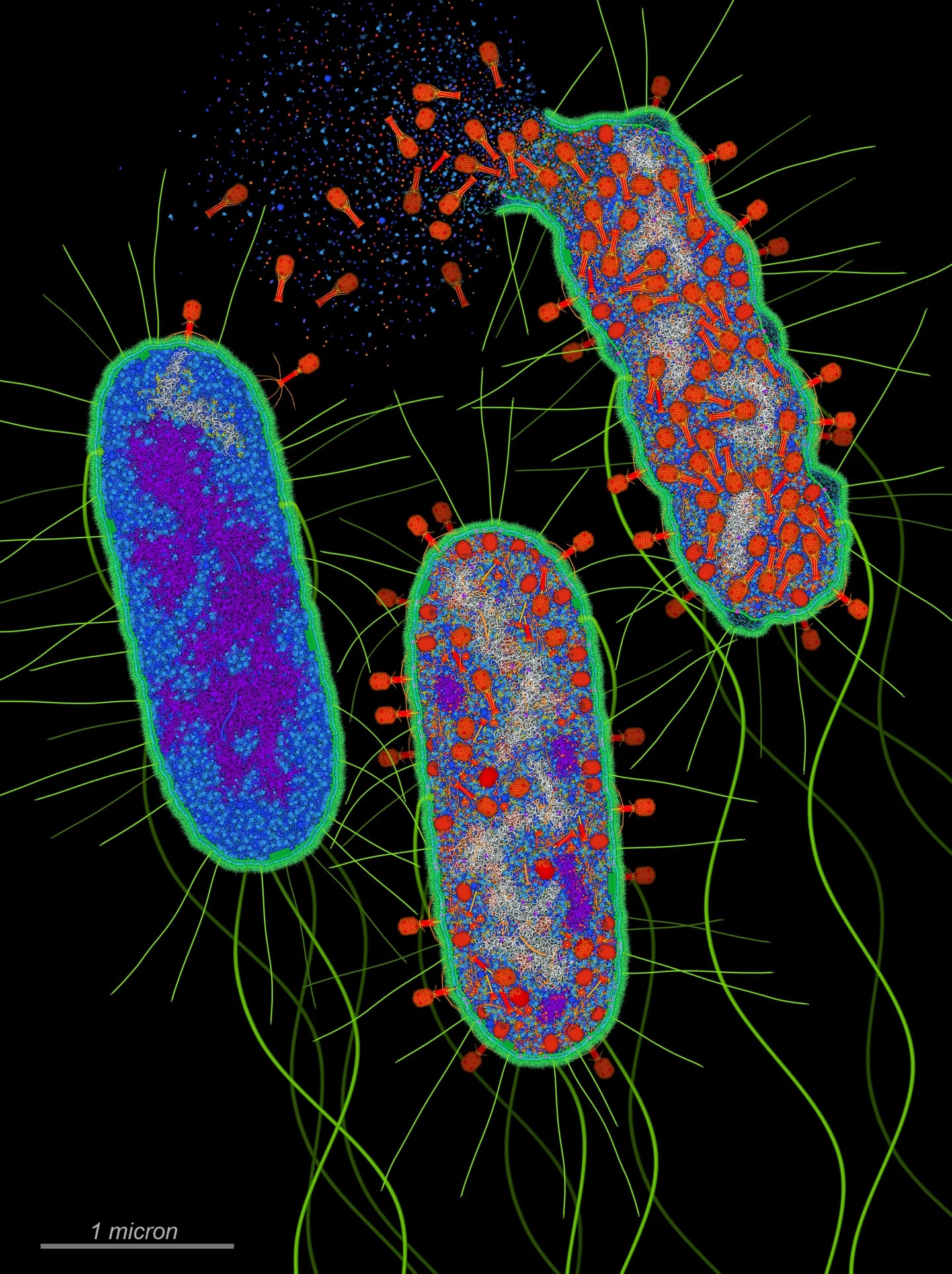 Ilustrasi ilmiah siklus infeksi bakteriofag T4 pada Escherichia coli (2023). Warna membedakan molekul, bukan warna alami.
